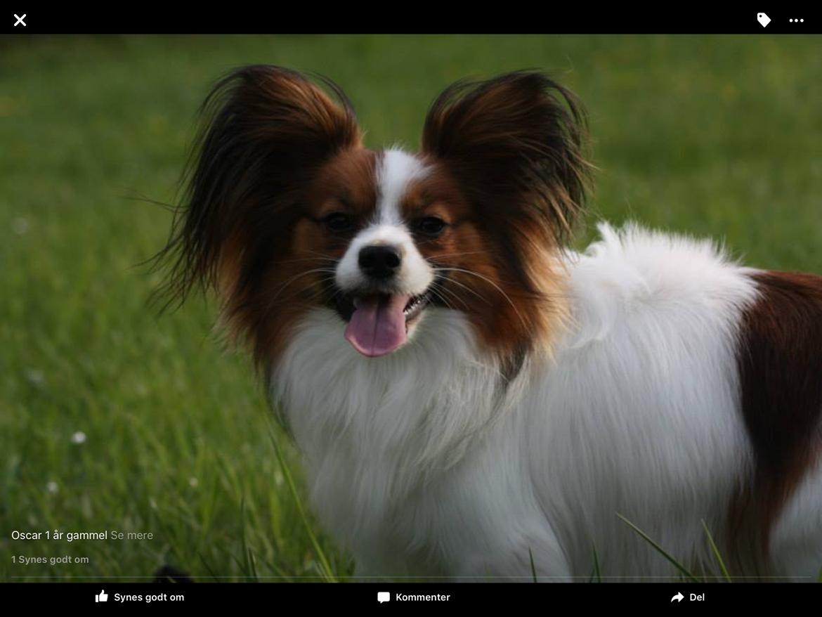 Papillon Oscar  - 1 år billede 18