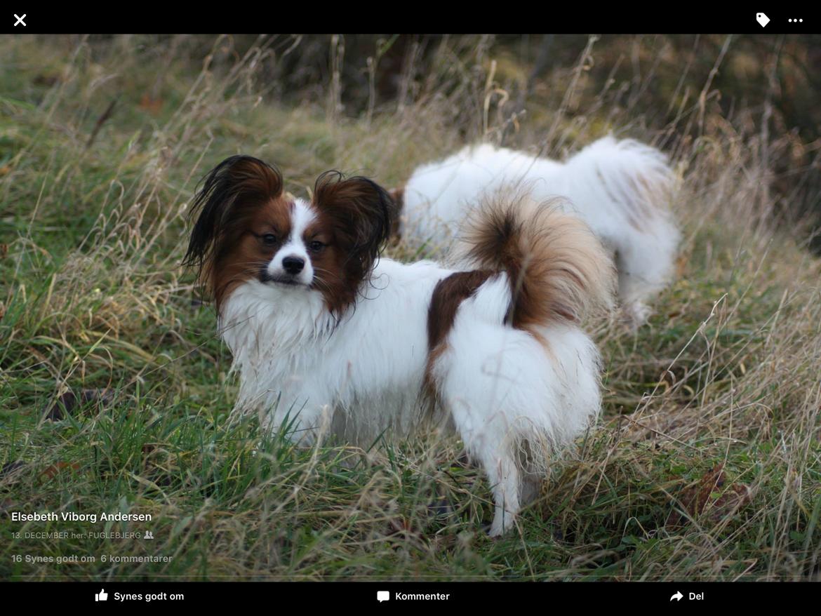Papillon Oscar  billede 19