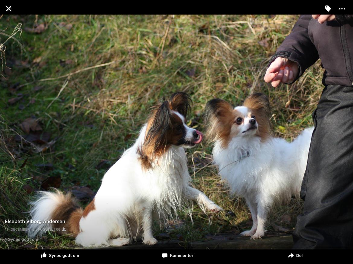 Papillon Oscar  billede 20