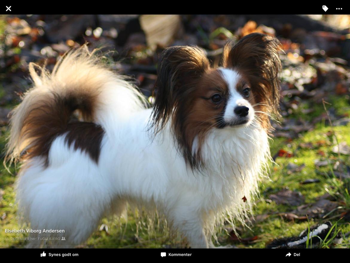 Papillon Oscar  billede 21