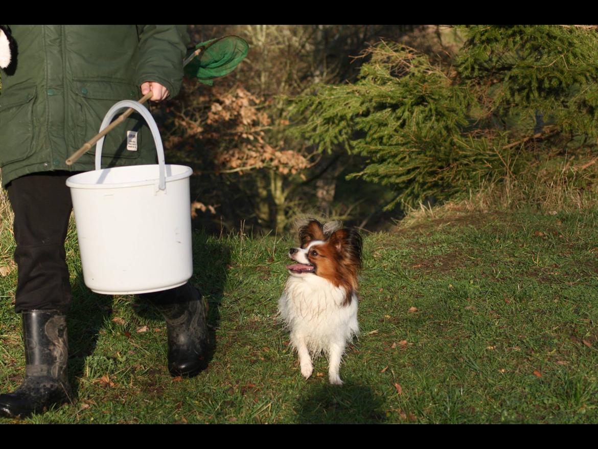 Papillon Oscar  billede 22