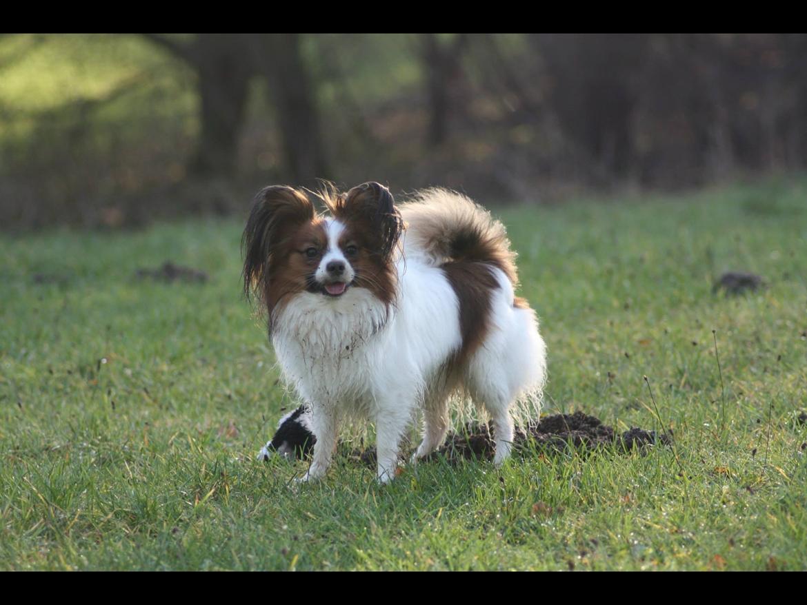 Papillon Oscar  billede 23
