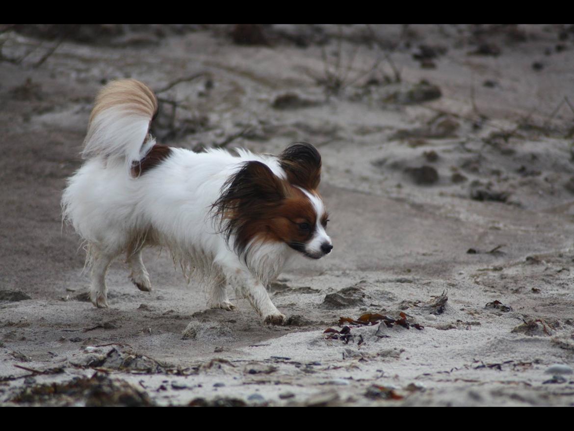 Papillon Oscar  - 22 måneder billede 24