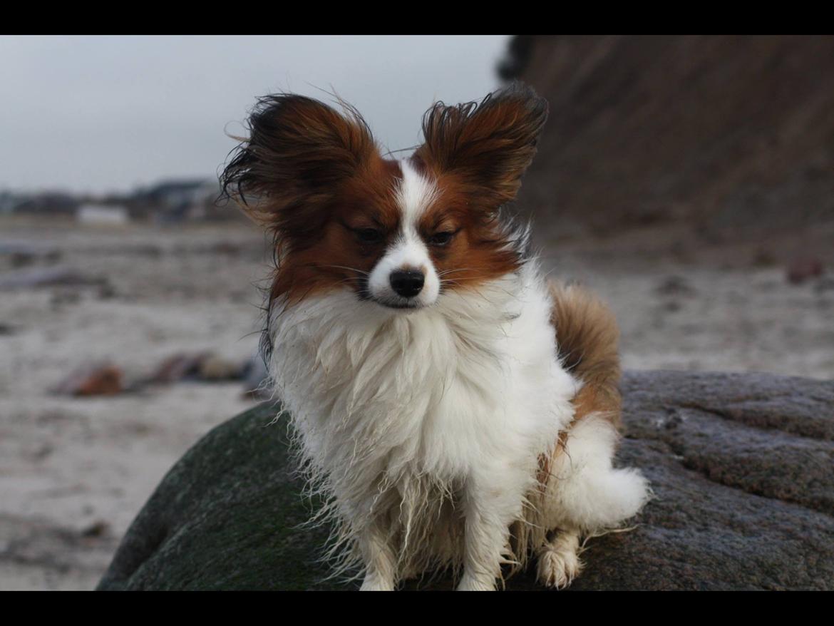 Papillon Oscar  - 22 måneder billede 25