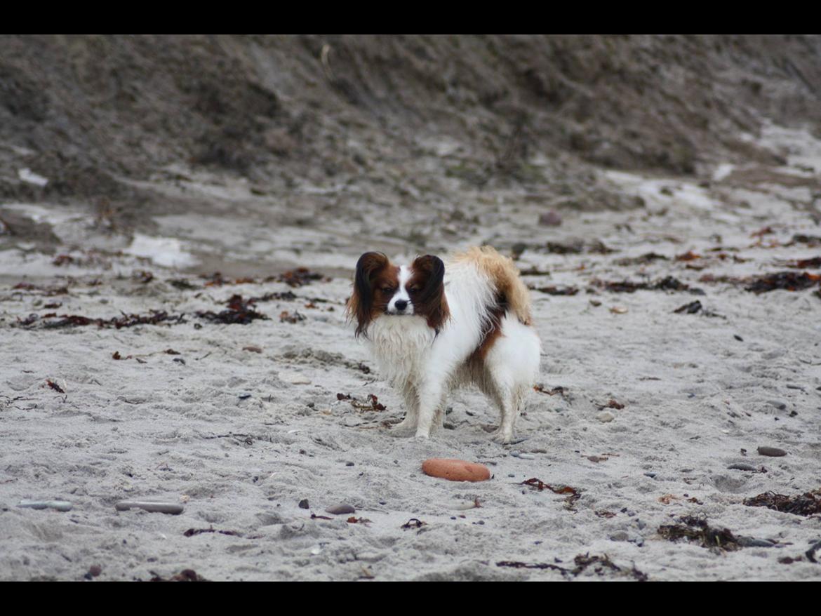 Papillon Oscar  - 22 måneder billede 26