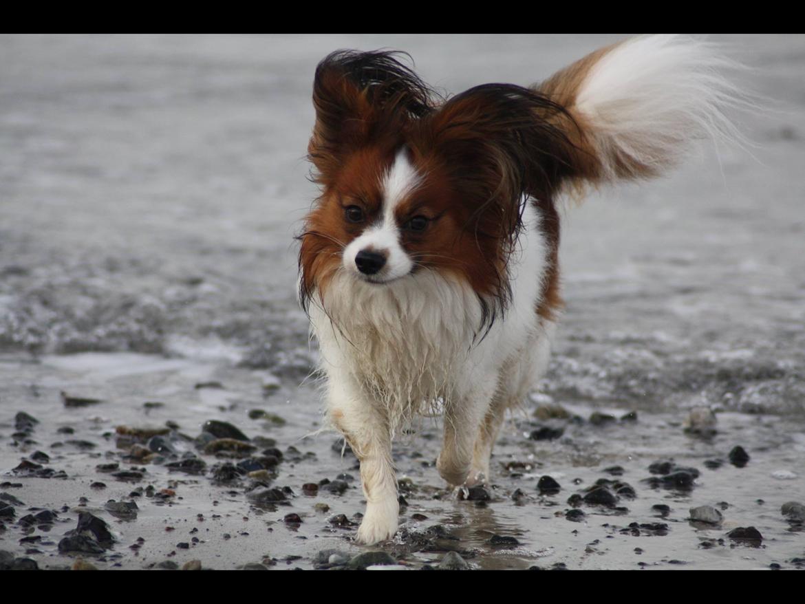 Papillon Oscar  - 22 måneder billede 27