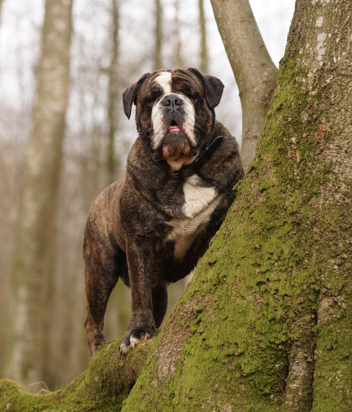 Olde victorian bulldogge Gøjsen billede 12