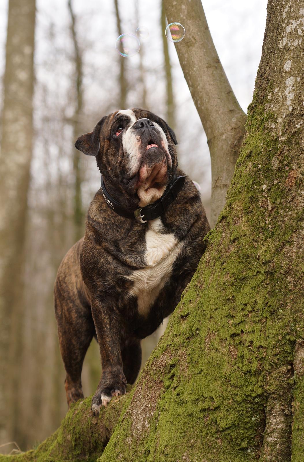 Olde victorian bulldogge Gøjsen billede 13