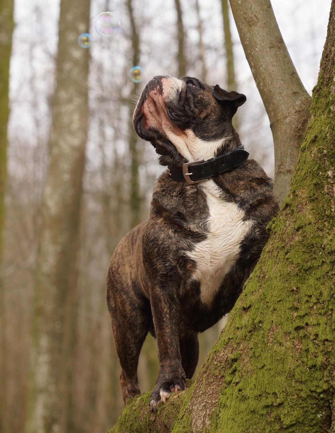 Olde victorian bulldogge Gøjsen billede 15