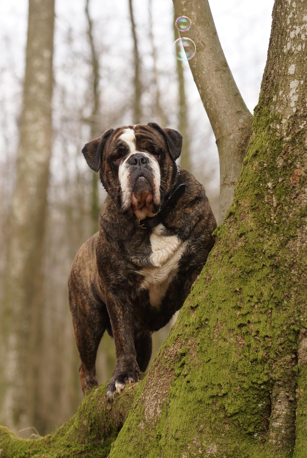 Olde victorian bulldogge Gøjsen billede 1