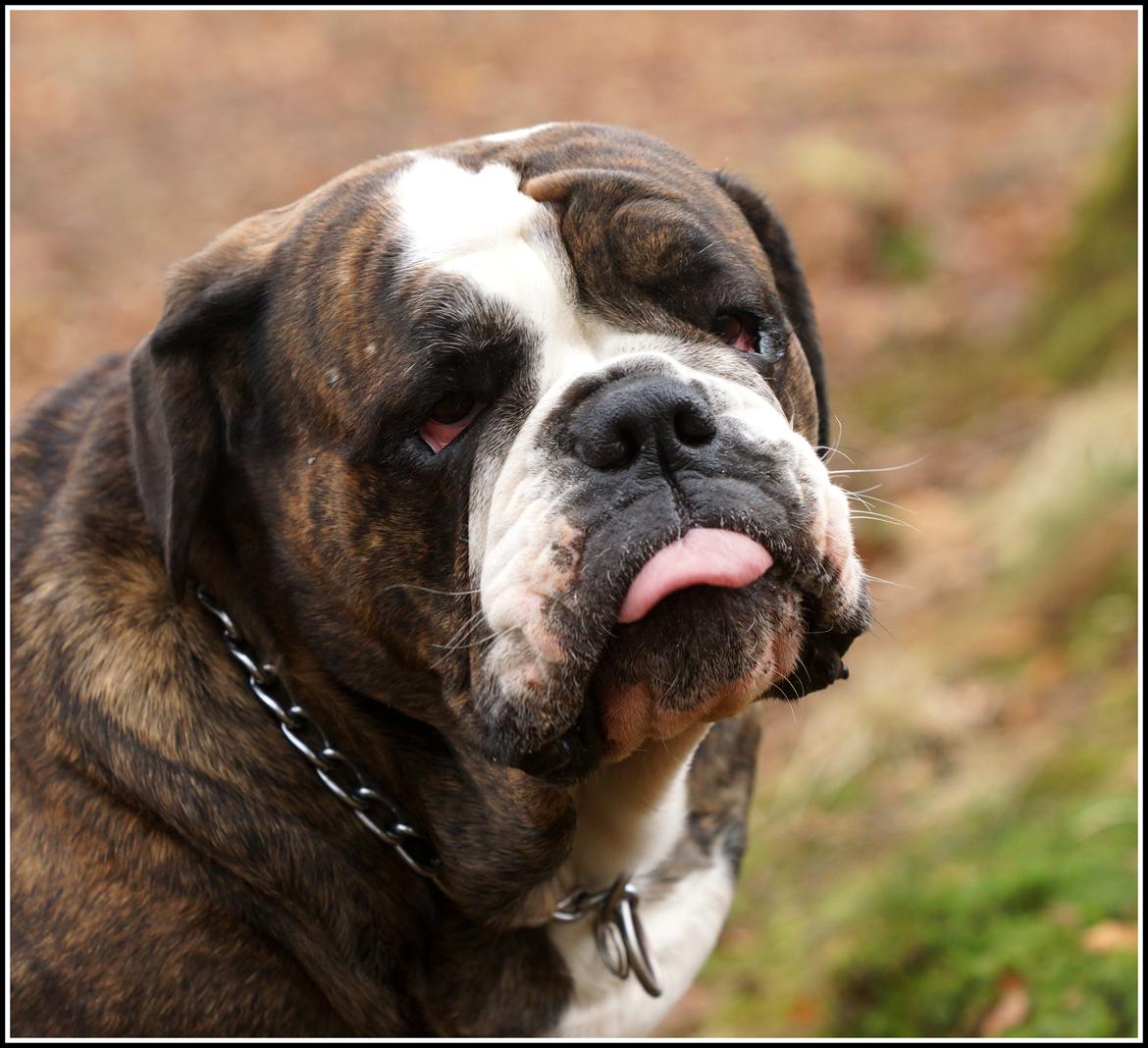 Olde victorian bulldogge Gøjsen billede 16