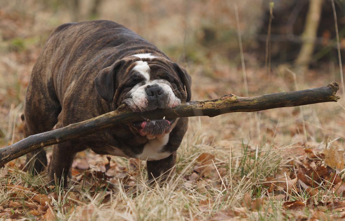 Olde victorian bulldogge Gøjsen billede 8