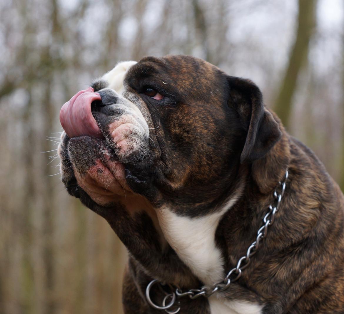 Olde victorian bulldogge Gøjsen billede 14