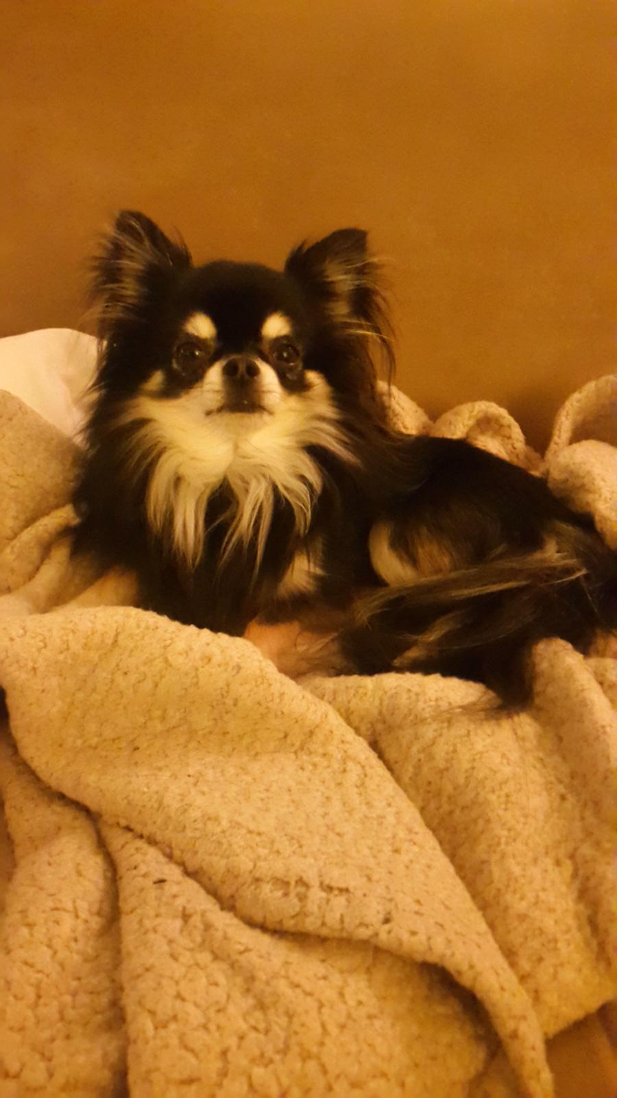 Chihuahua Charlie billede 2