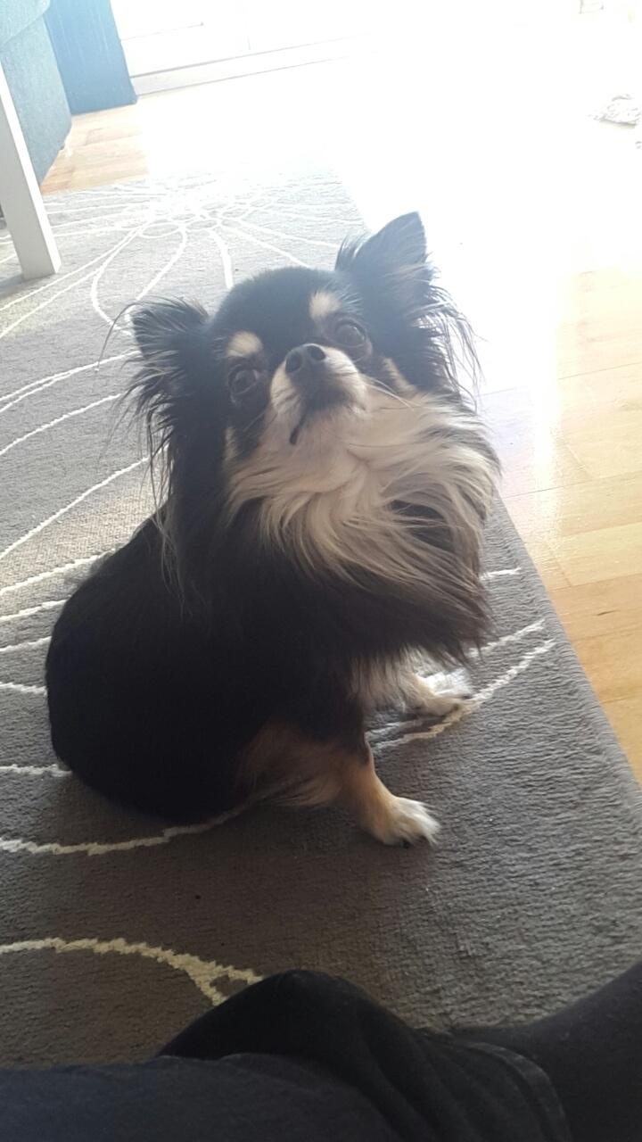 Chihuahua Charlie billede 3
