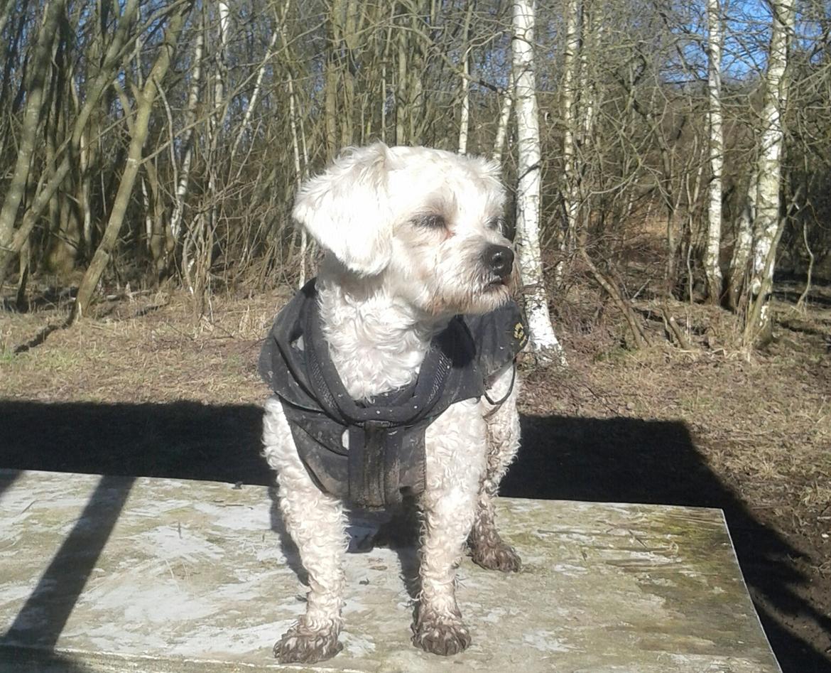 Blanding af racer Kiki  billede 1