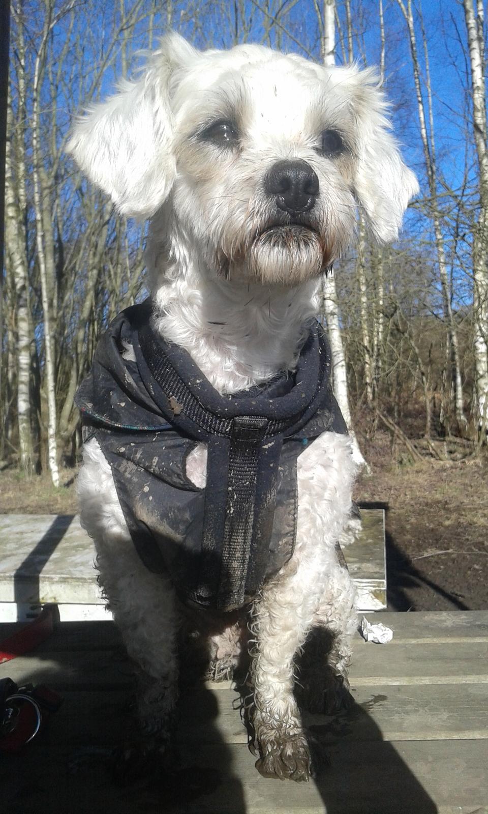 Blanding af racer Kiki  billede 2