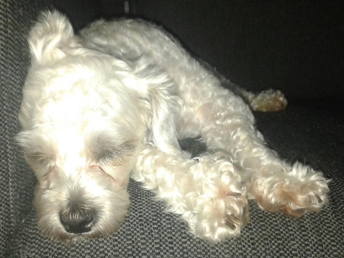 Blanding af racer Kiki  billede 3