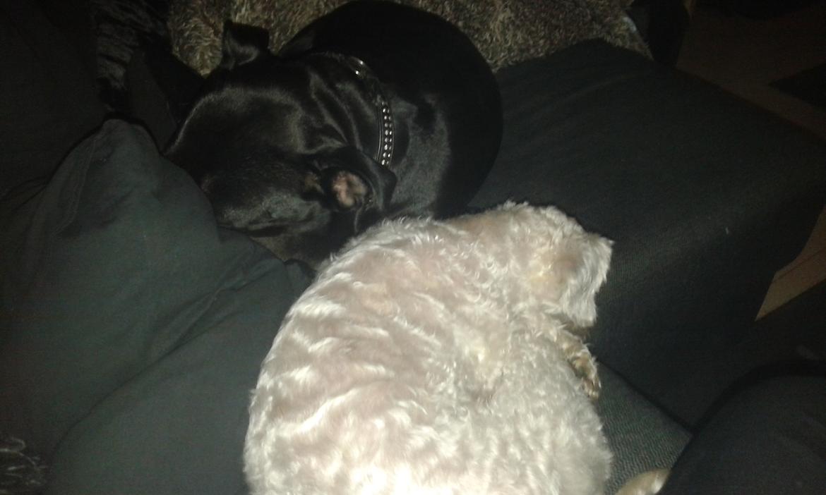 Blanding af racer Kiki  billede 4