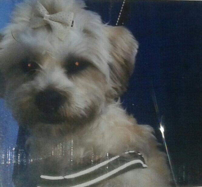 Blanding af racer Kiki  billede 5