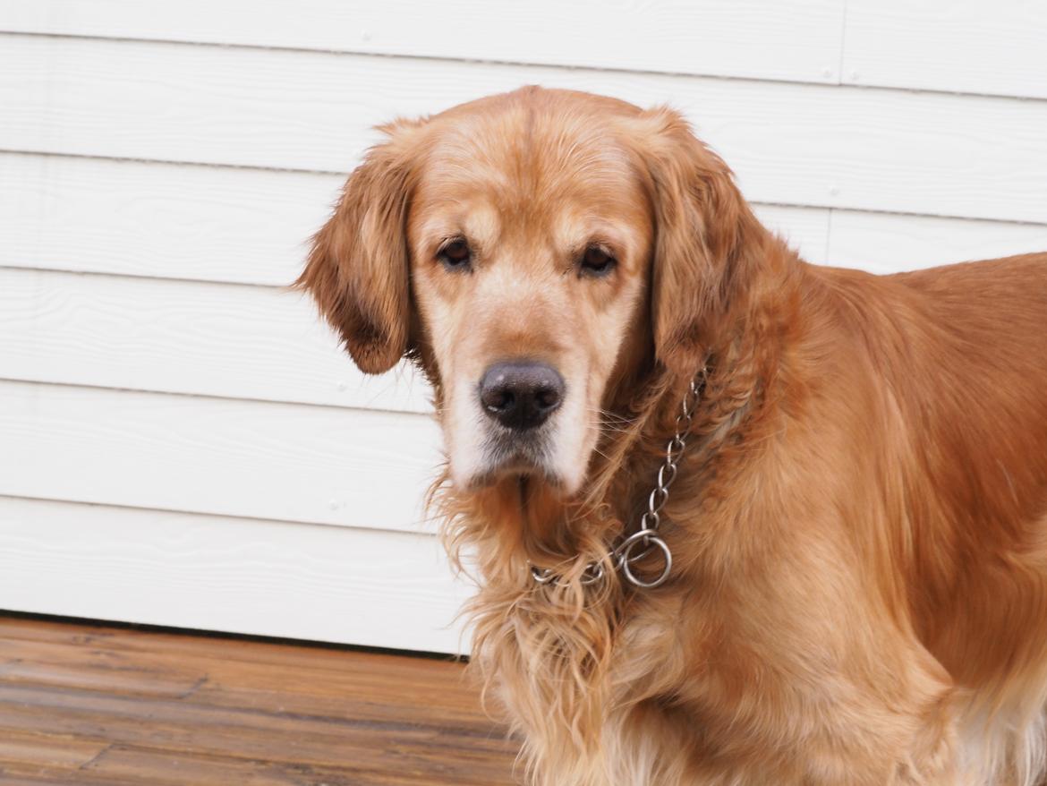Golden retriever Speedy billede 20