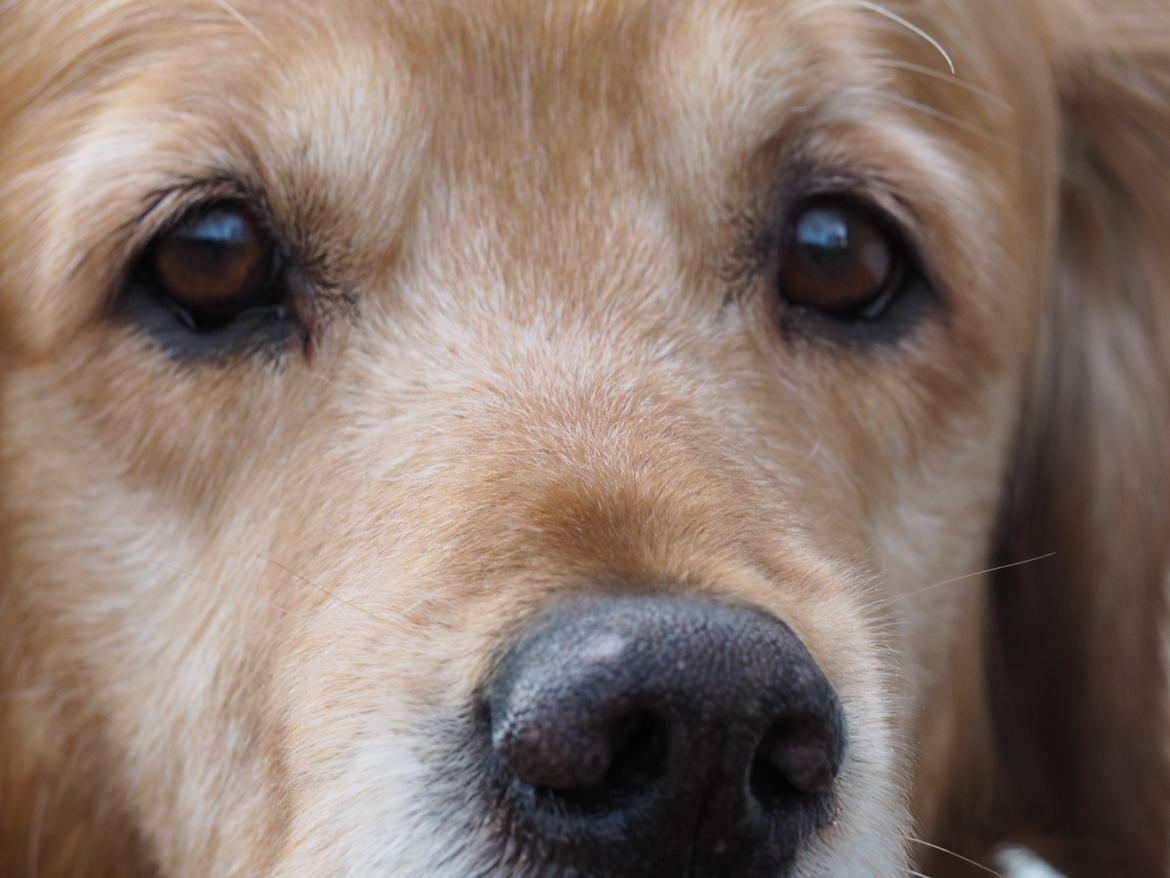 Golden retriever Speedy billede 23