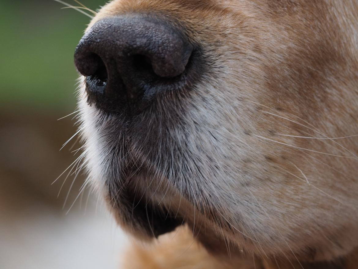Golden retriever Speedy billede 24