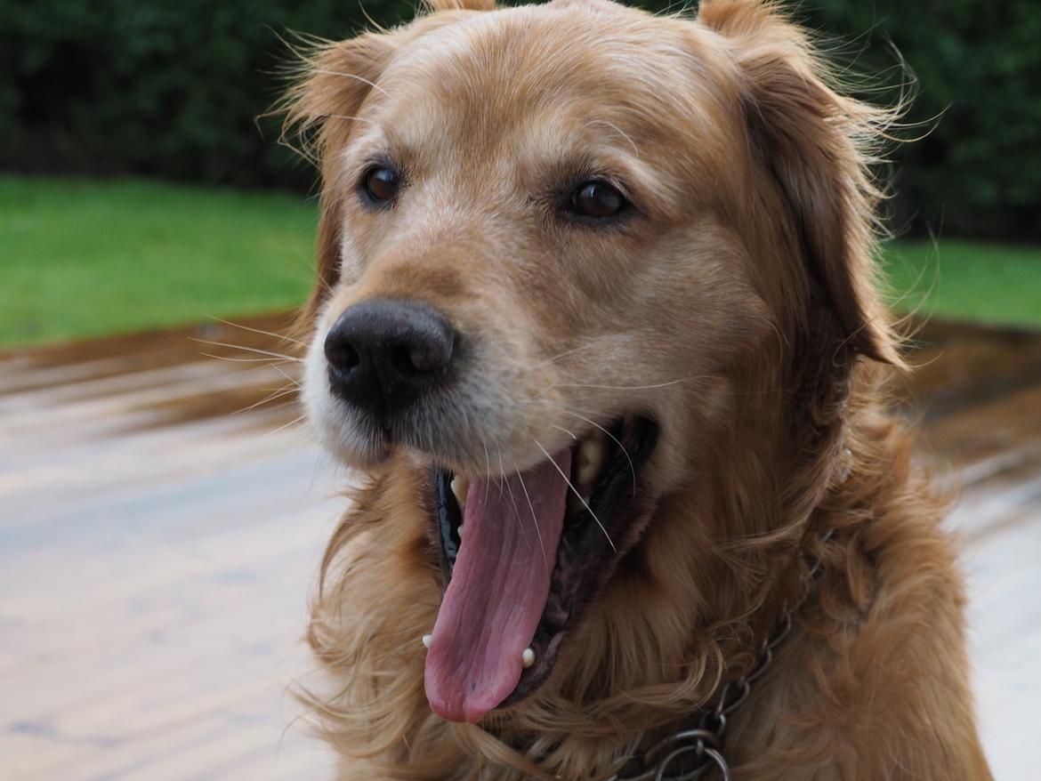 Golden retriever Speedy billede 27