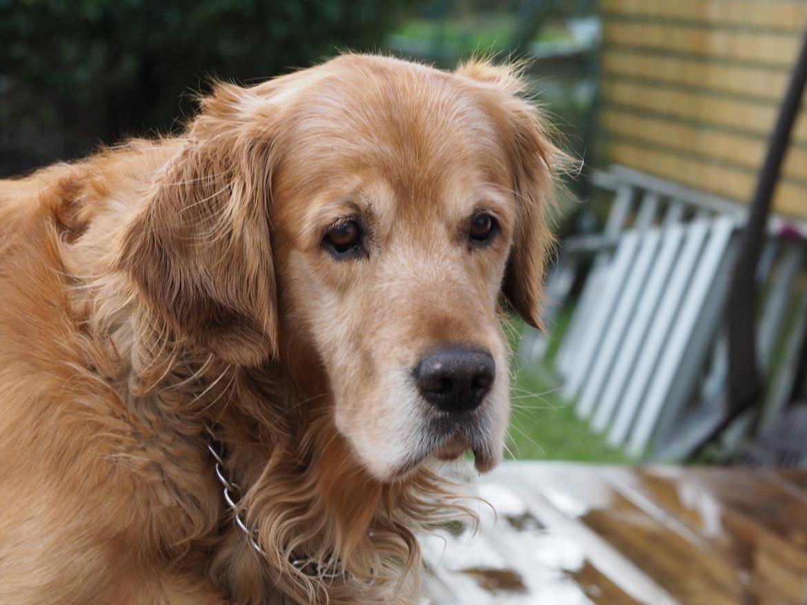 Golden retriever Speedy billede 21