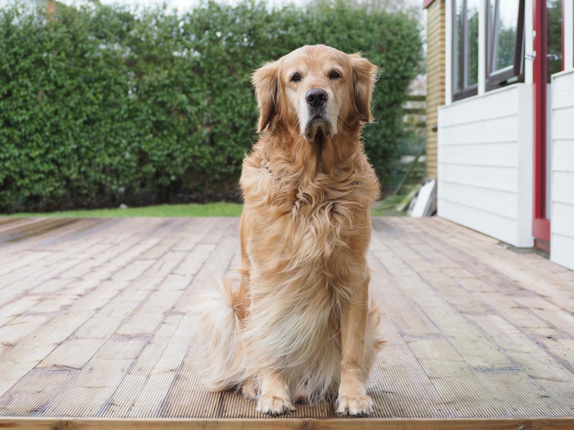 Golden retriever Speedy billede 22