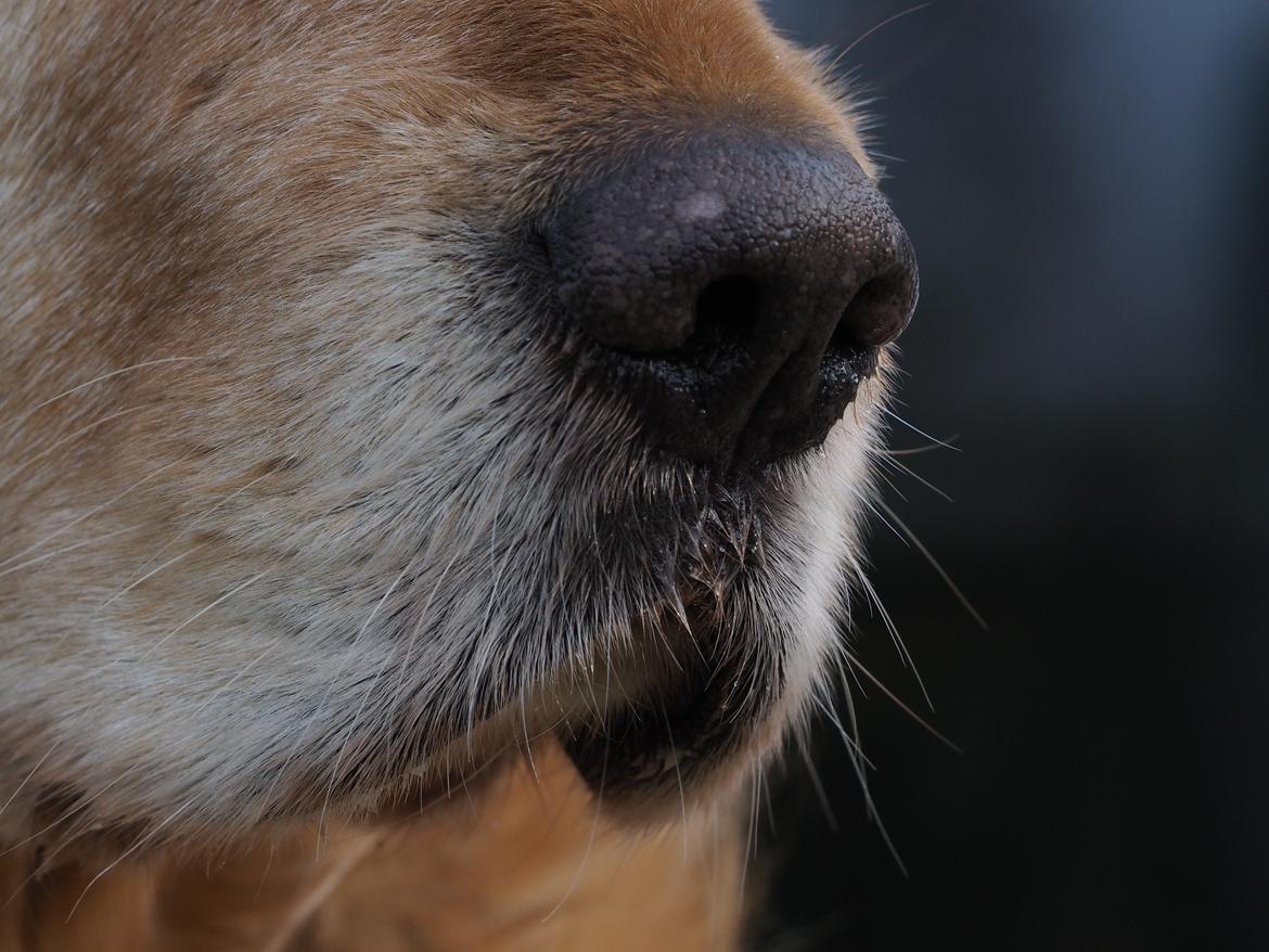 Golden retriever Speedy billede 26