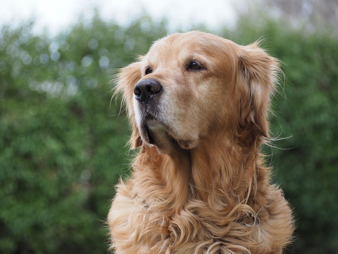 Golden retriever Speedy billede 25