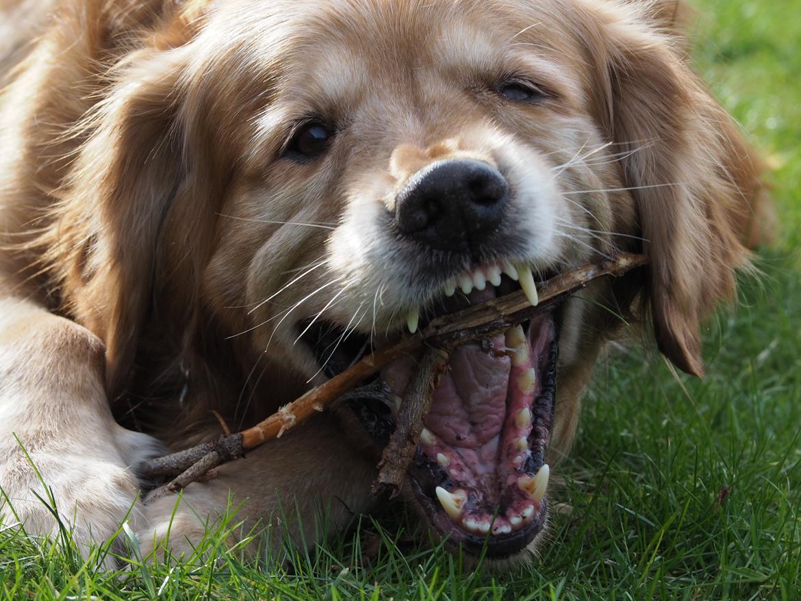 Golden retriever Speedy billede 28