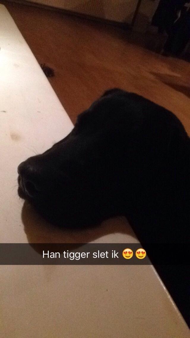 Labrador retriever Charlie billede 11