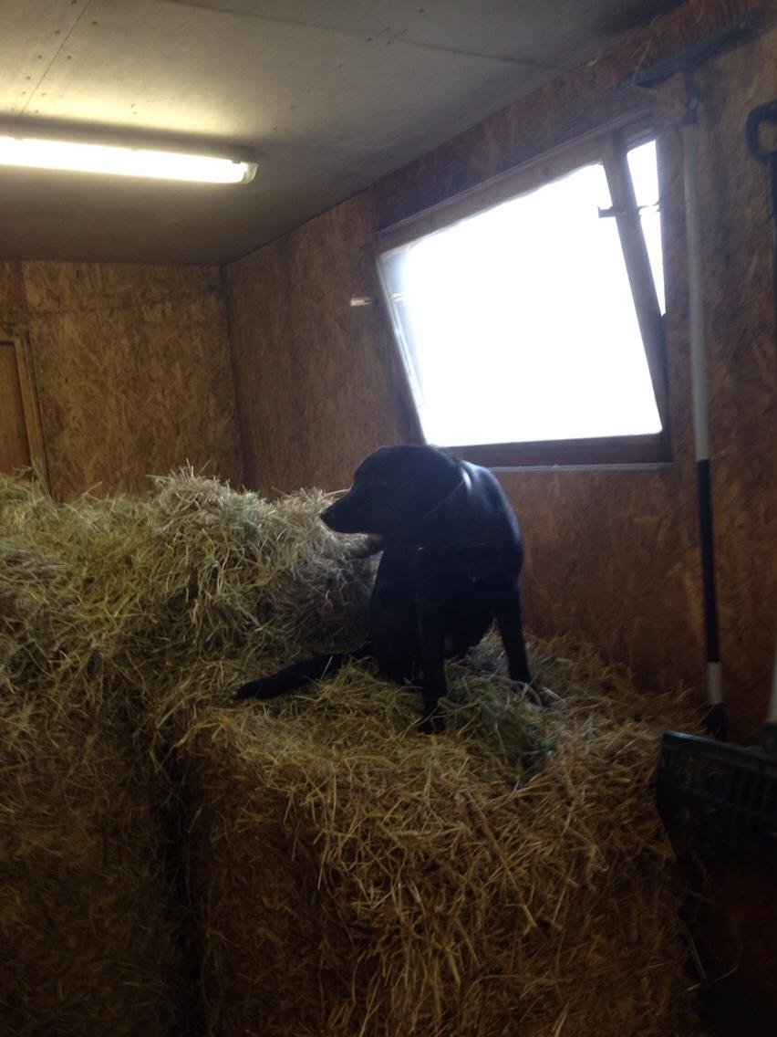 Labrador retriever Charlie billede 12