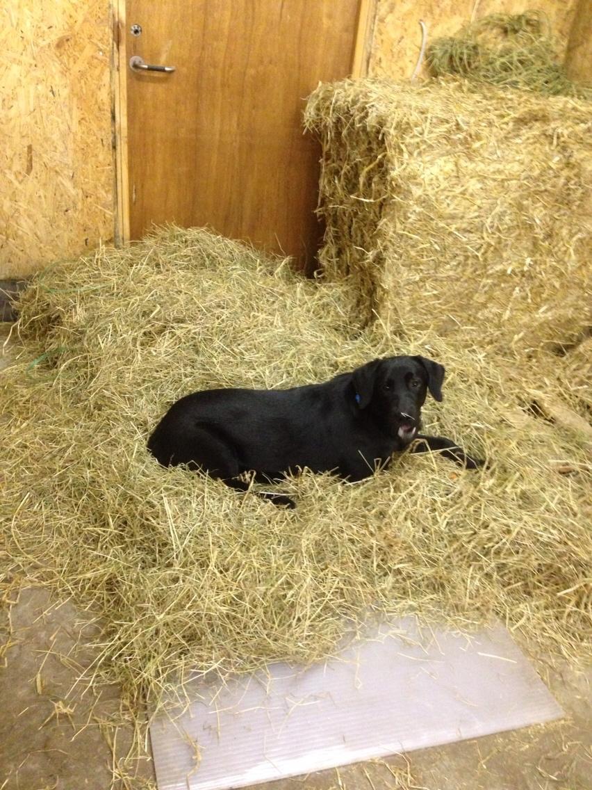 Labrador retriever Charlie billede 13