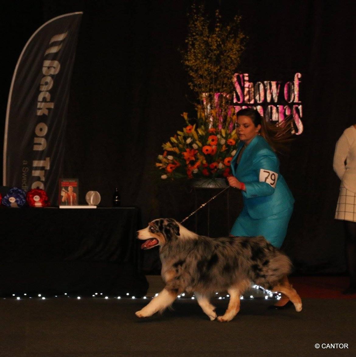Australian shepherd Aston billede 43