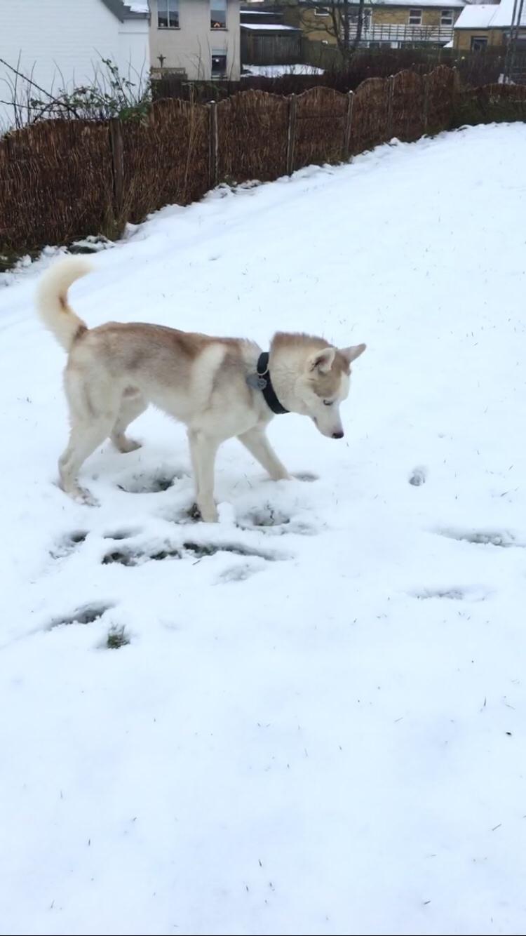 Siberian husky Balto billede 12