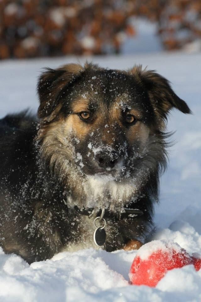 Border collie Bonus billede 16