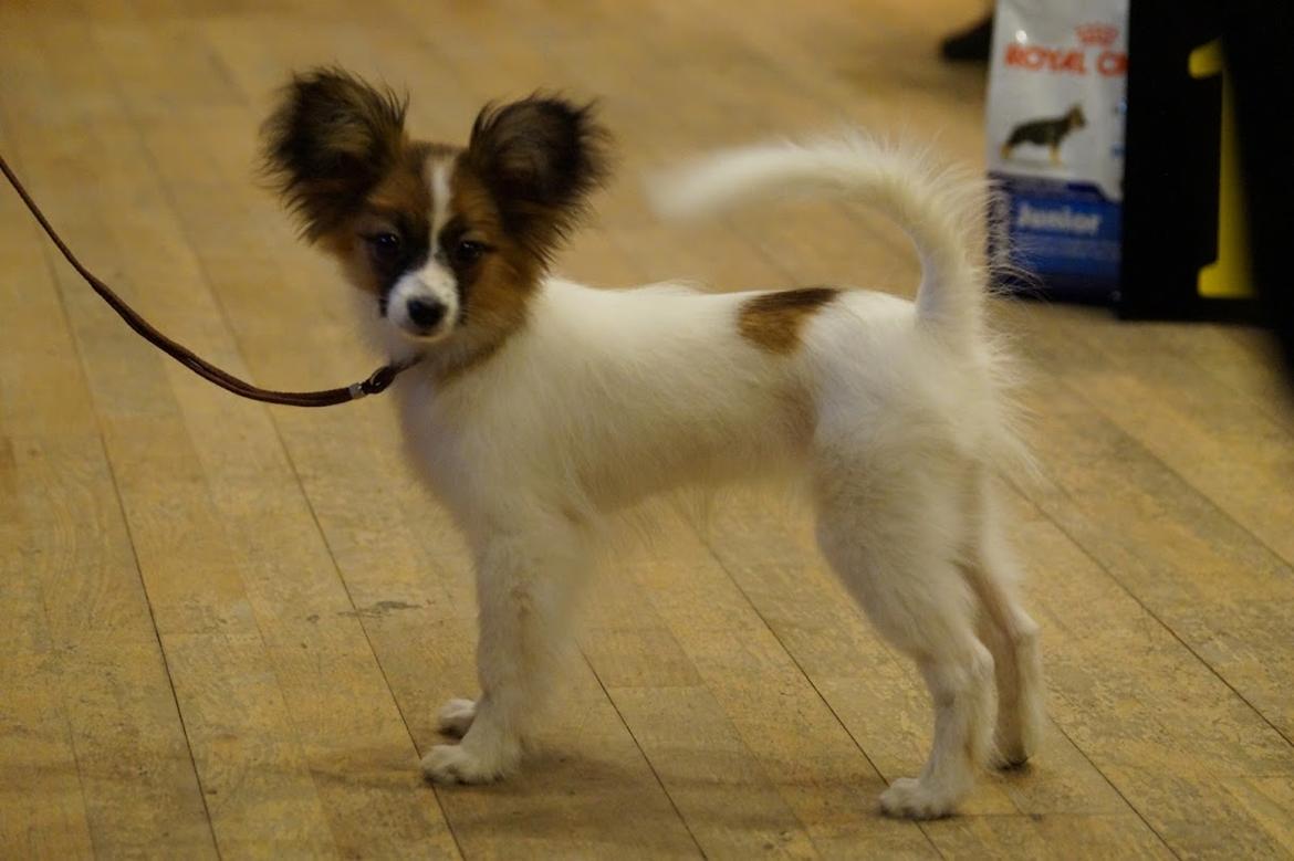 Papillon Nellie billede 19