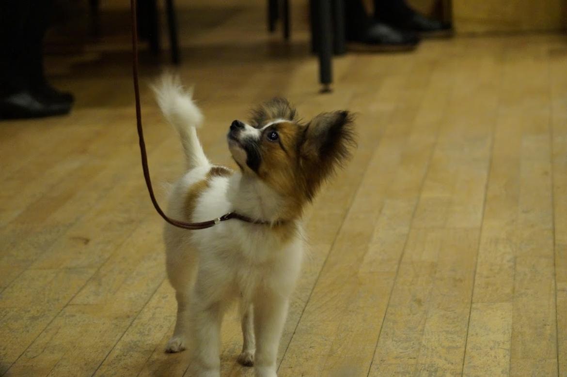 Papillon Nellie billede 21