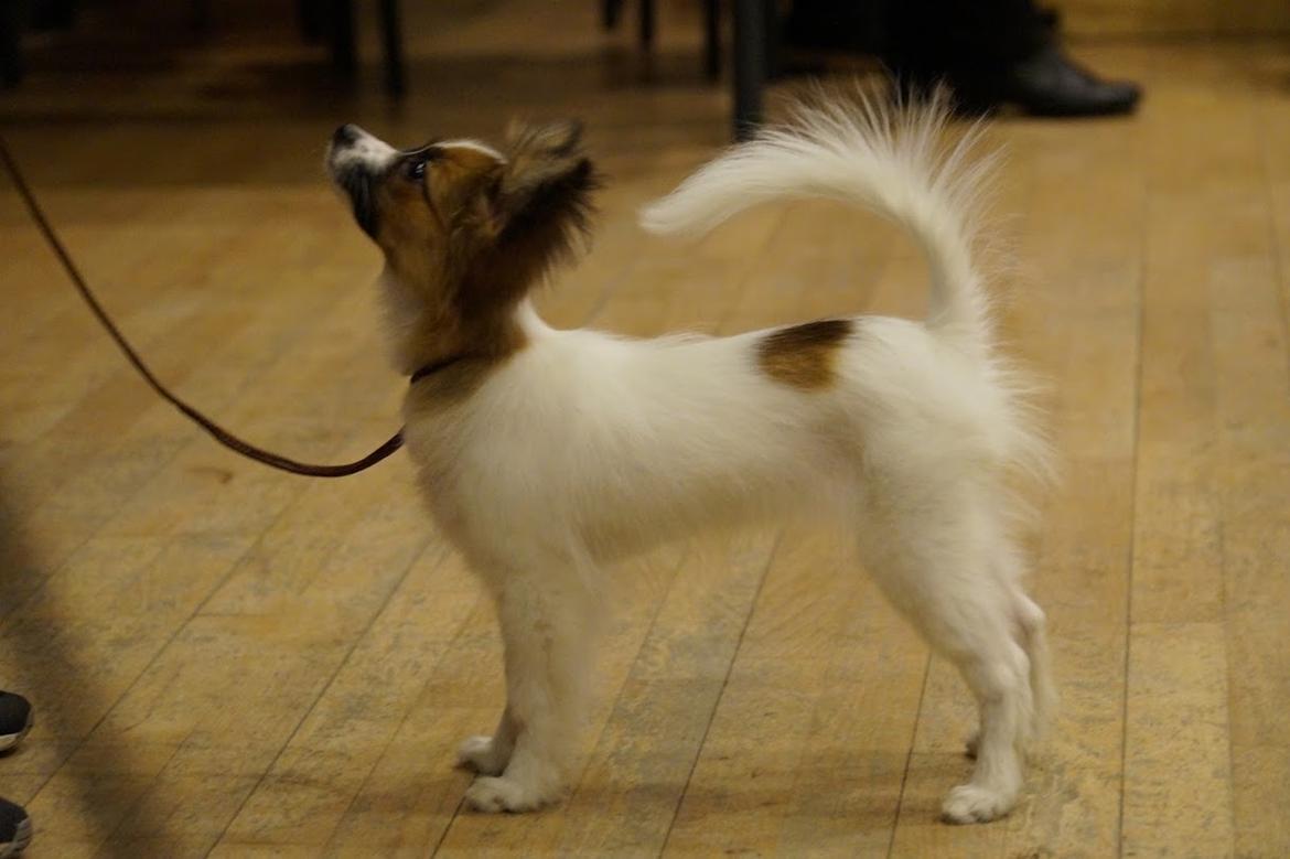 Papillon Nellie billede 20
