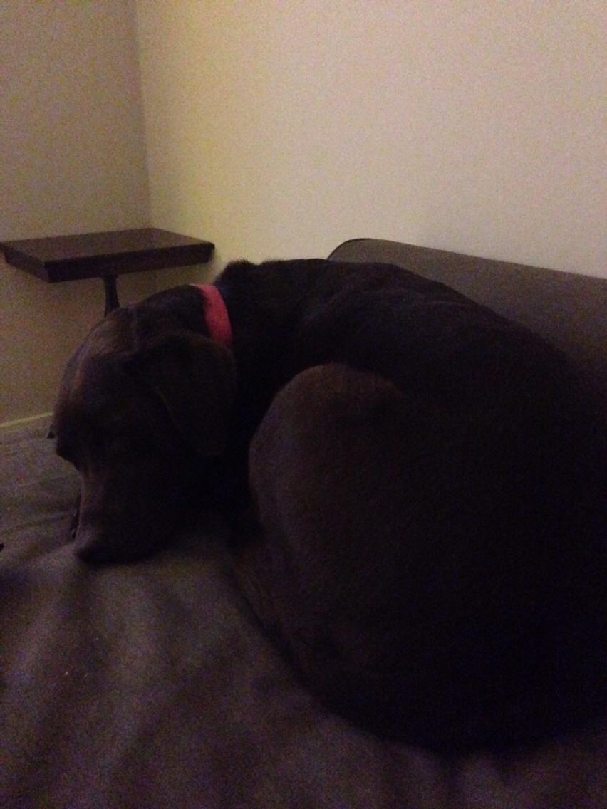 Labrador retriever Molli billede 10