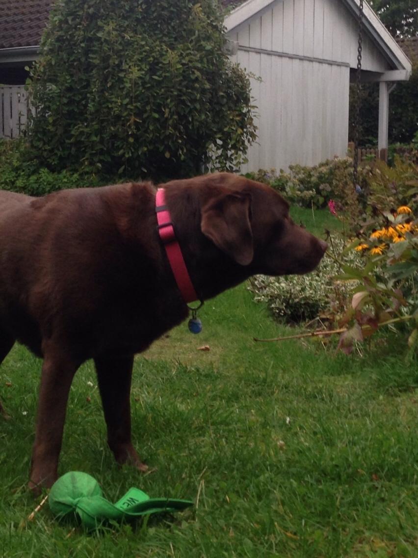 Labrador retriever Molli billede 11