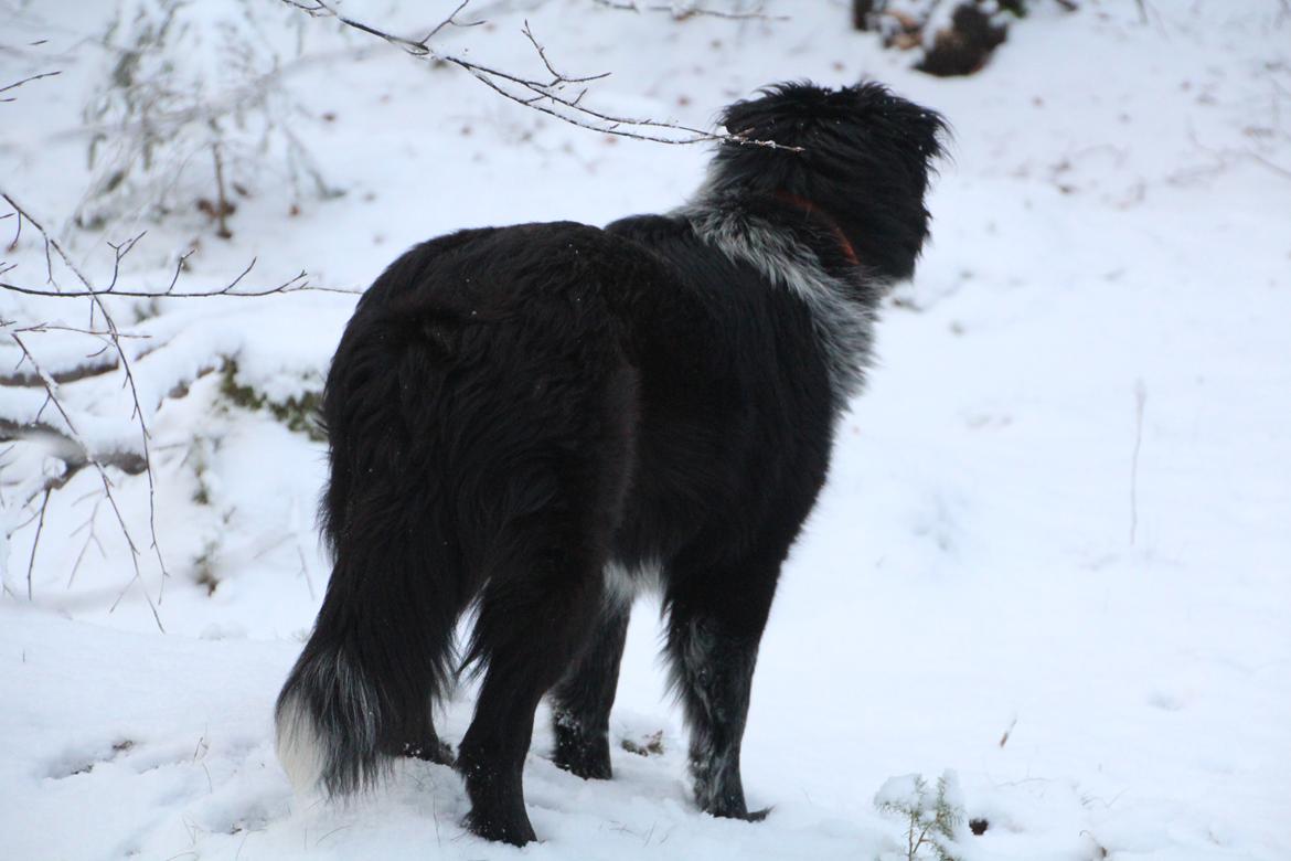 Blanding af racer Ellie billede 8