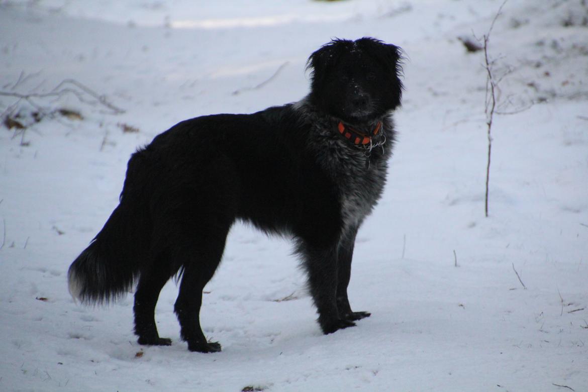 Blanding af racer Ellie billede 7