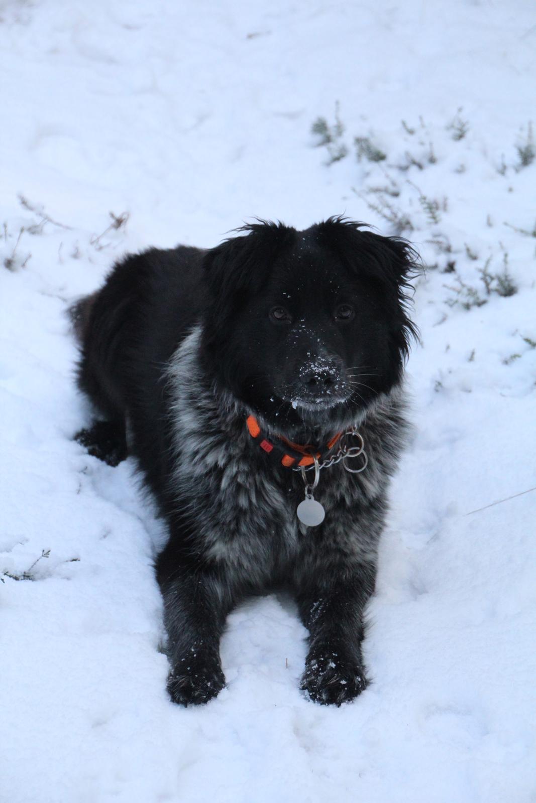 Blanding af racer Ellie billede 6