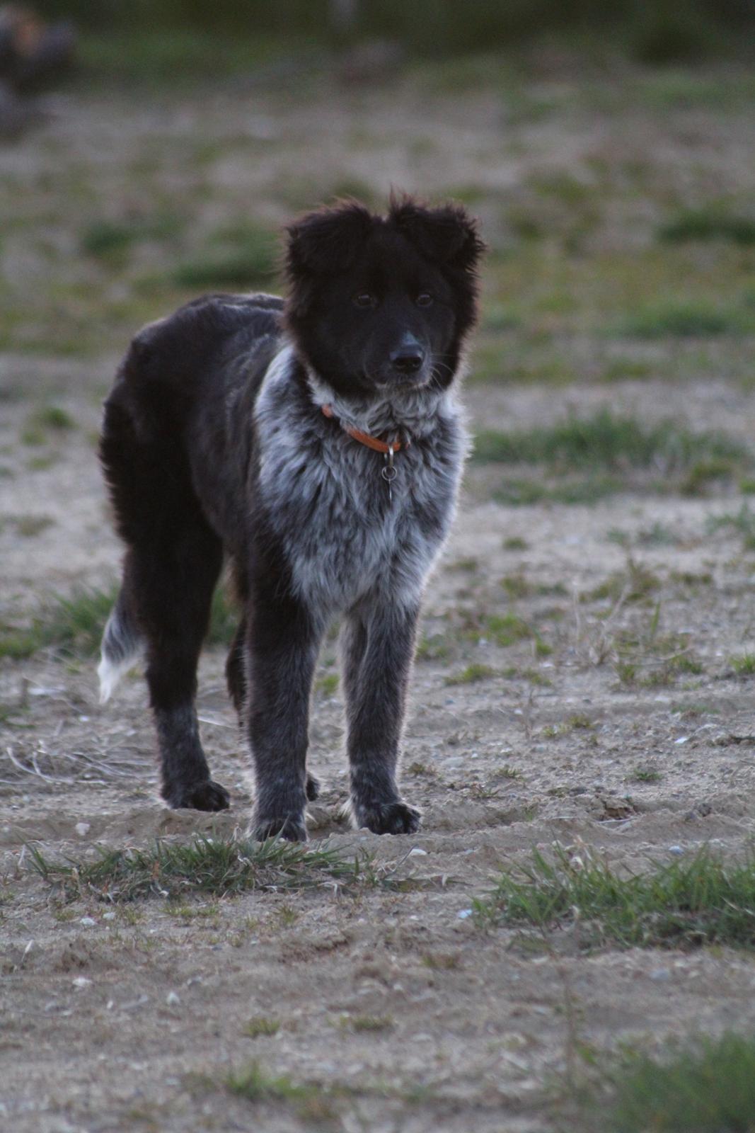 Blanding af racer Ellie billede 2