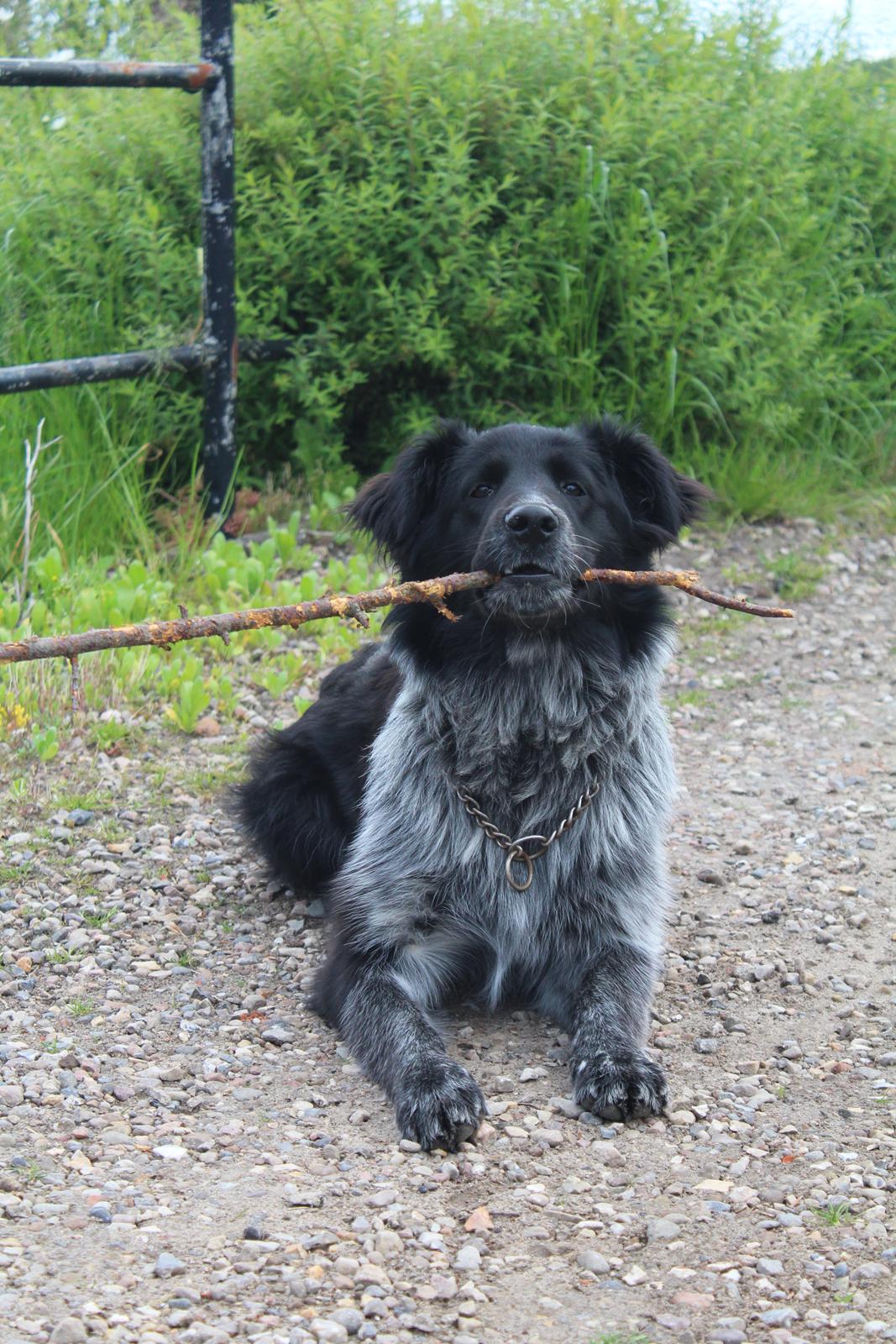 Blanding af racer Ellie billede 3