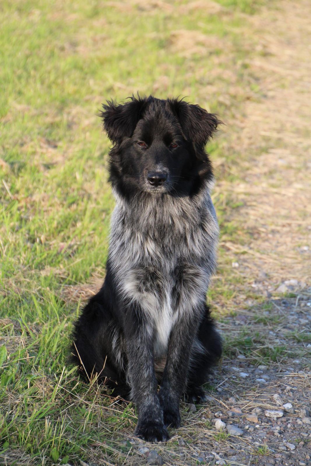 Blanding af racer Ellie billede 4